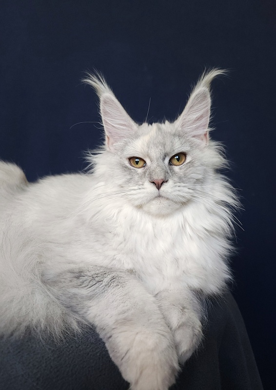 Yalta Akbars - Kitten maine-coon 5 months 4 weeks