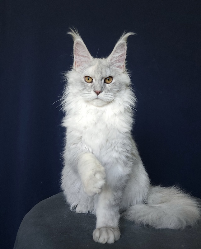 Yalta Akbars - Kitten maine-coon 5 months 4 weeks