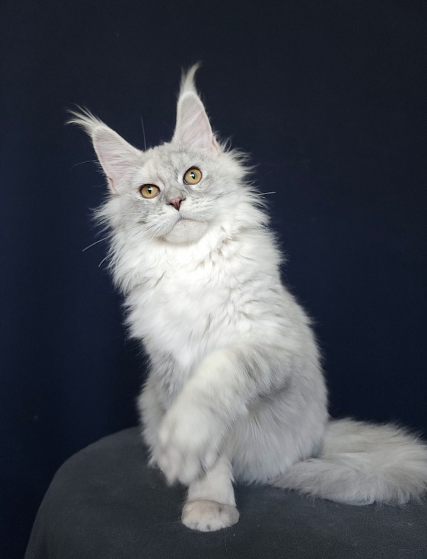Yalta Akbars - Kitten maine-coon 5 months 4 weeks