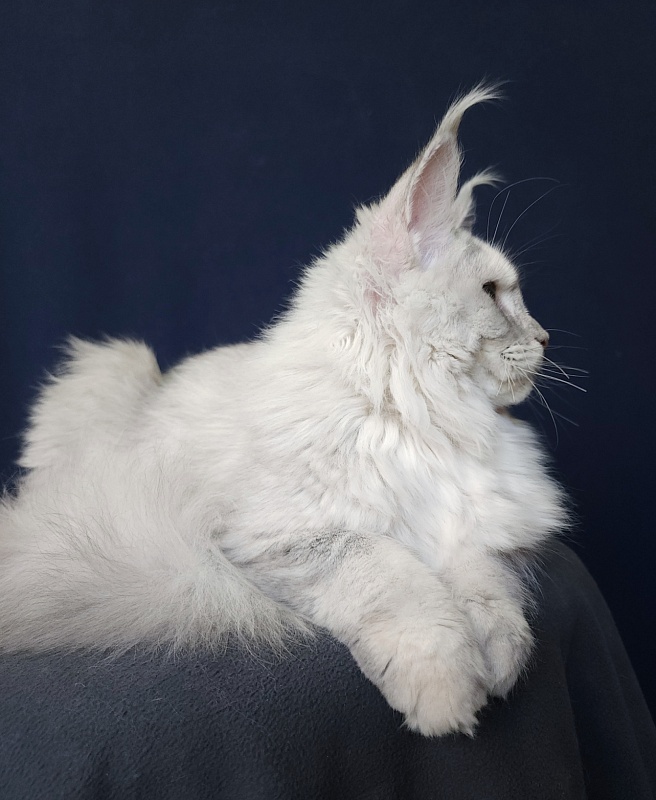 Yalta Akbars - Kitten maine-coon 5 months 4 weeks