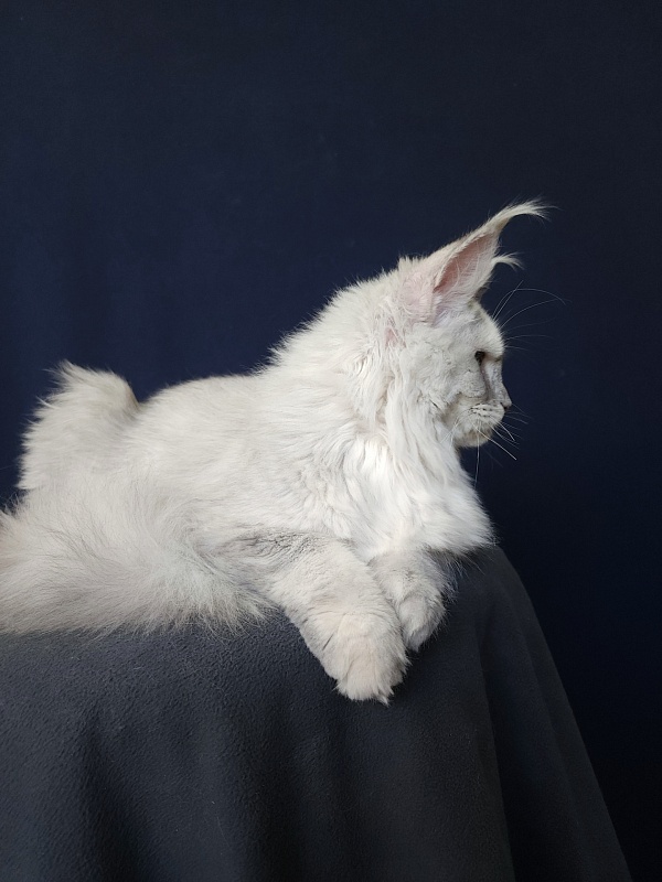 Yalta Akbars - Kitten maine-coon 5 months 4 weeks