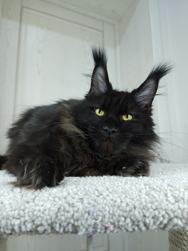 Black Magic Akbars - Kitten maine-coon 6 months 2.5 weeks