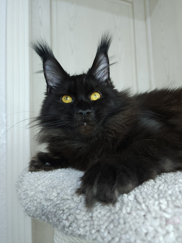Black Magic Akbars - Kitten maine-coon 6 months 2.5 weeks
