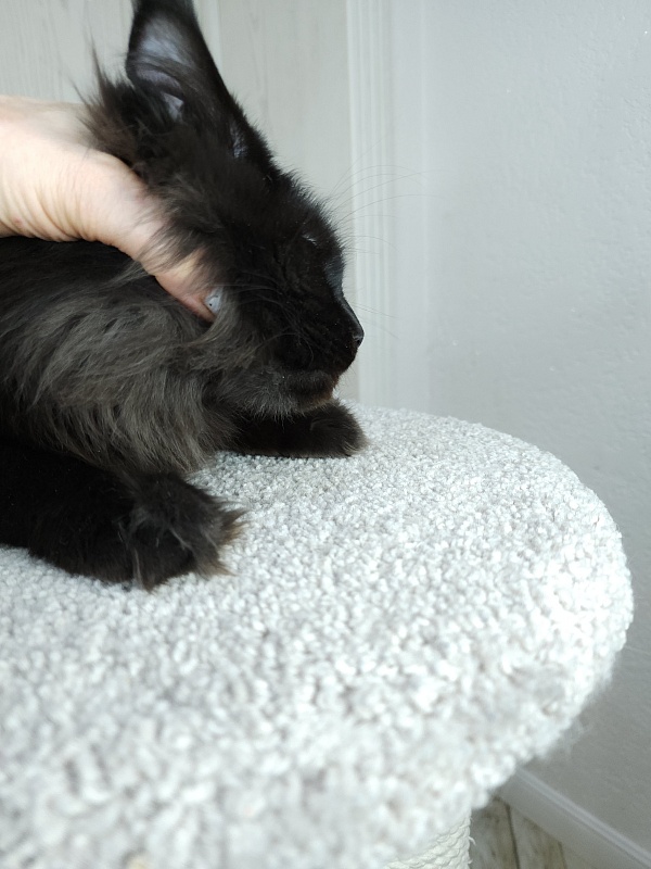 Black Magic Akbars - Kitten maine-coon 6 months 2.5 weeks