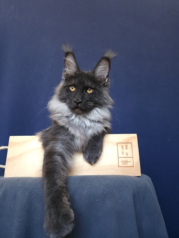 Walt Akbars - Kitten maine-coon 5 months 4 weeks