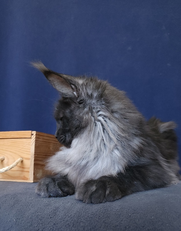 Walt Akbars - Kitten maine-coon 5 months 4 weeks