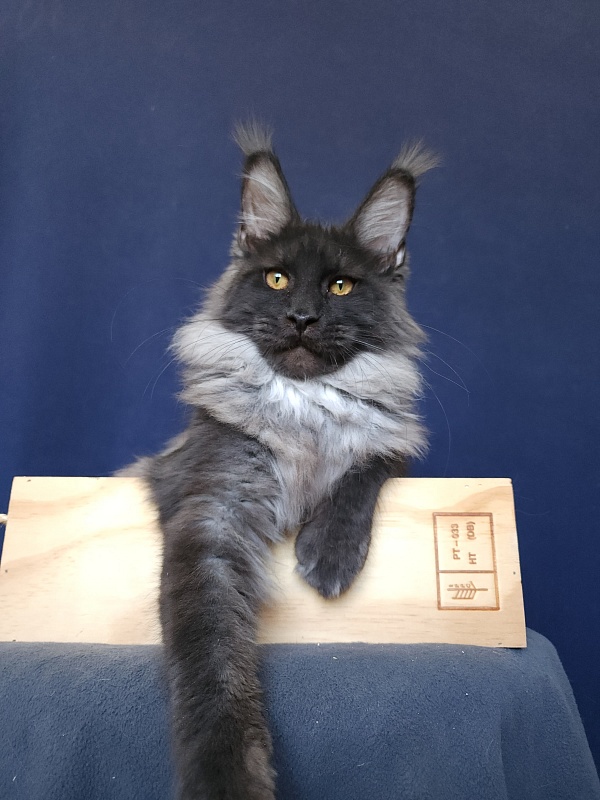 Walt Akbars - Kitten maine-coon 5 months 4 weeks