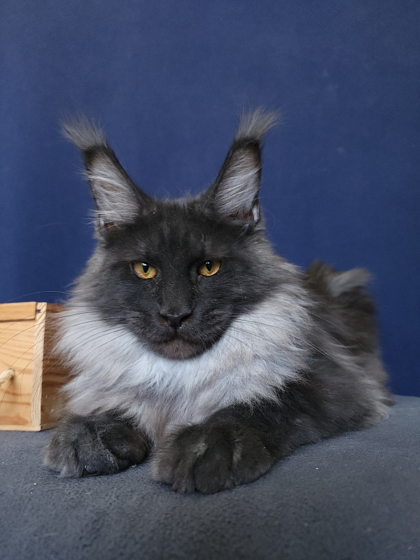 Walt Akbars - Kitten maine-coon 5 months 4 weeks