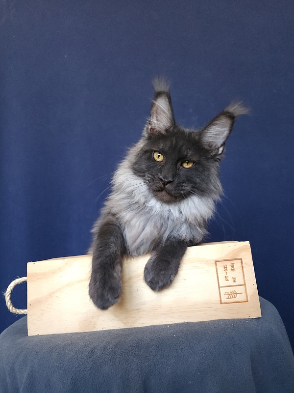 Walt Akbars - Kitten maine-coon 5 months 4 weeks