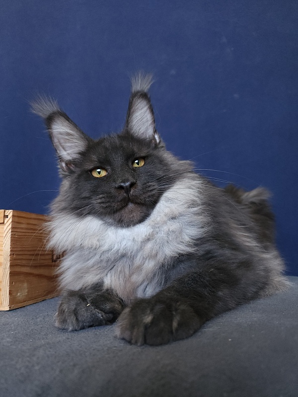 Walt Akbars - Kitten maine-coon 5 months 4 weeks