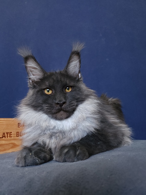 Walt Akbars - Kitten maine-coon 5 months 4 weeks