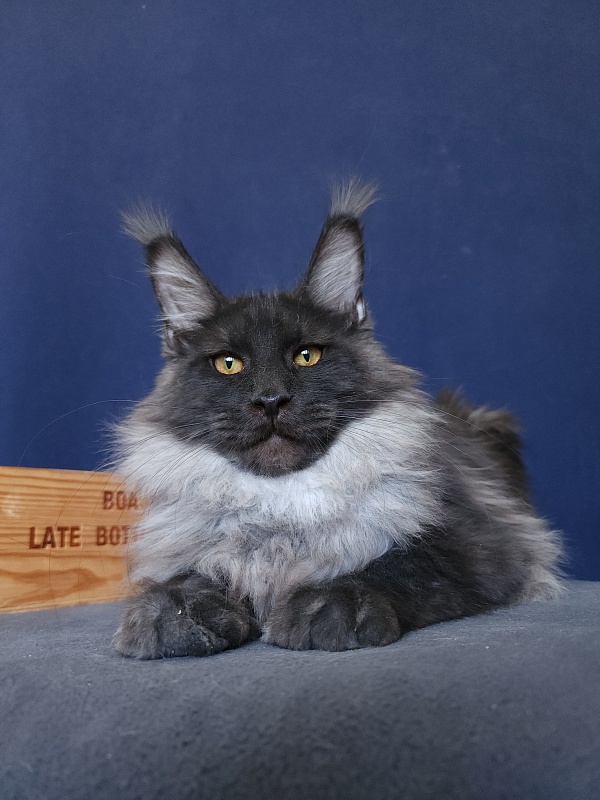 Walt Akbars - Kitten maine-coon 5 months 4 weeks