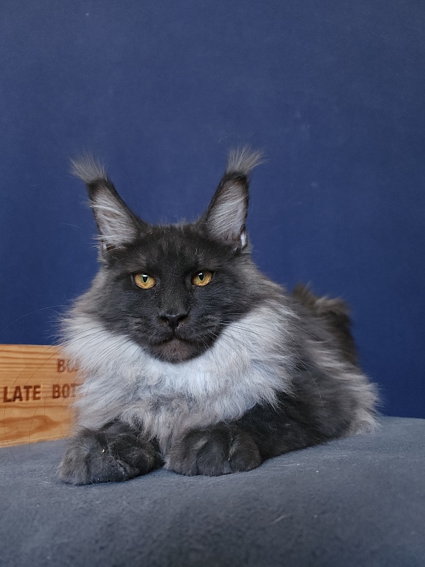 Walt Akbars - Kitten maine-coon 5 months 4 weeks