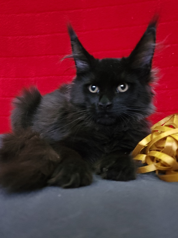 Wizard Akbars (for PET) - Kitten maine-coon 3 months 3.5 weeks