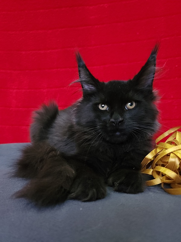 Wizard Akbars (for PET) - Kitten maine-coon 3 months 3.5 weeks