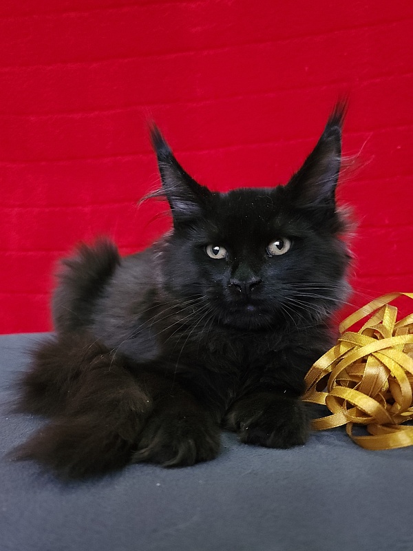 Wizard Akbars (for PET) - Kitten maine-coon 3 months 3.5 weeks