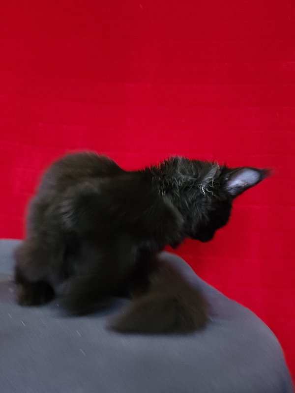 Wizard Akbars (for PET) - Kitten maine-coon 3 months 3.5 weeks