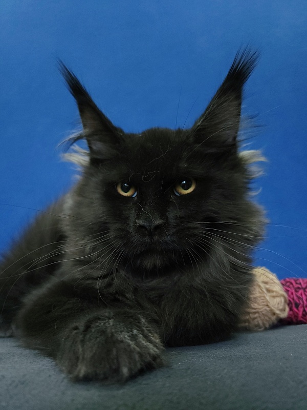 Wizard Akbars (for PET) - Kitten maine-coon 4 months 1 week