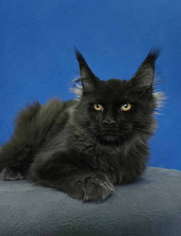 Wizard Akbars (for PET) - Kitten maine-coon 4 months 1 week