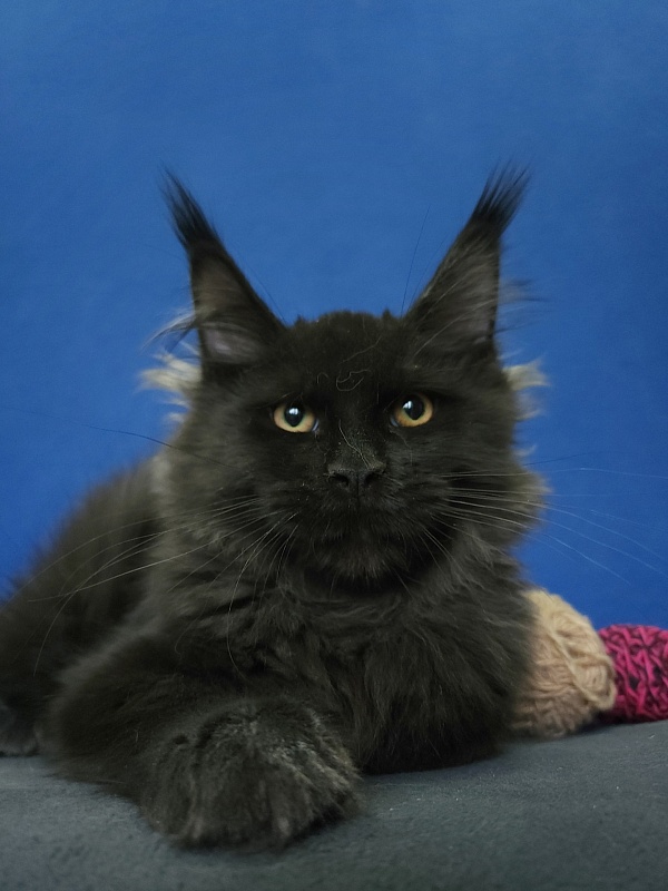 Wizard Akbars (for PET) - Kitten maine-coon 4 months 1 week