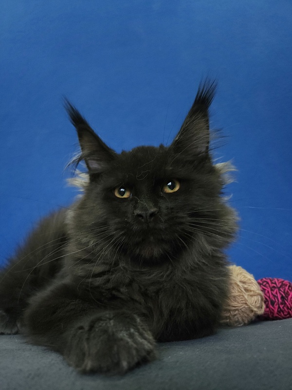 Wizard Akbars (for PET) - Kitten maine-coon 4 months 1 week