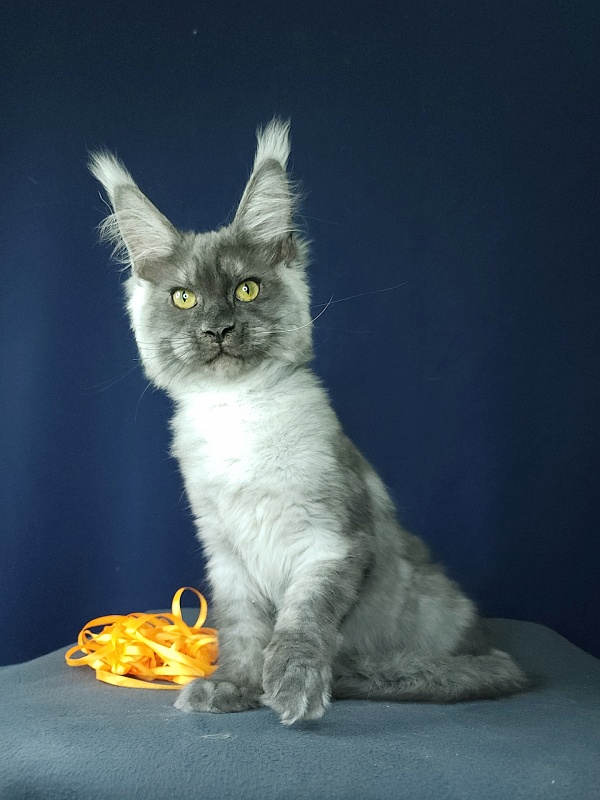 Wulfie Akbars - Kitten maine-coon 3 months 2.5 weeks