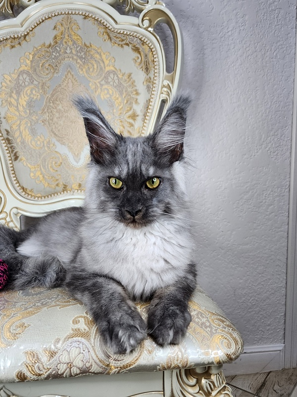 Wulfie Akbars - Kitten maine-coon 4 months