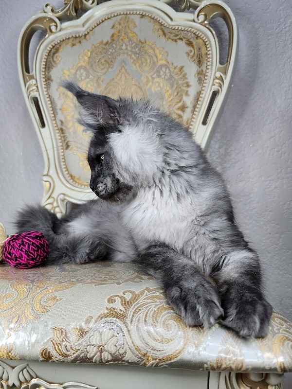 Wulfie Akbars - Kitten maine-coon 4 months