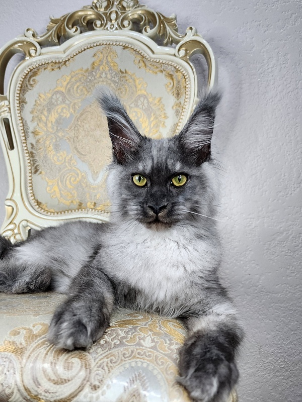Wulfie Akbars - Kitten maine-coon 4 months