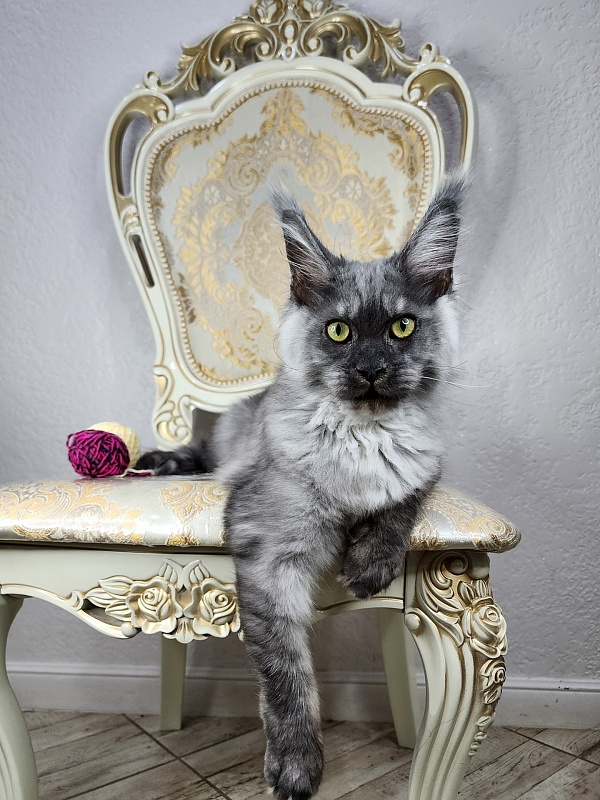 Wulfie Akbars - Kitten maine-coon 4 months