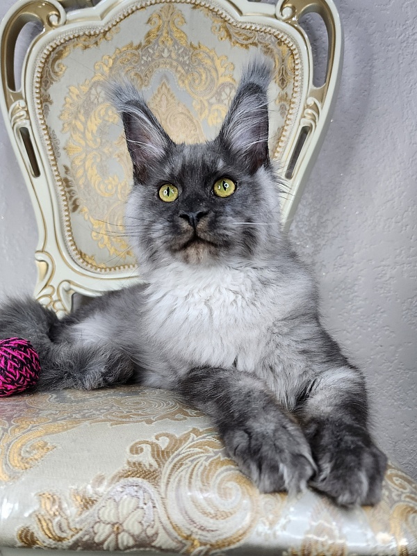 Wulfie Akbars - Kitten maine-coon 4 months