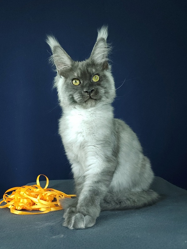 Wulfie Akbars - Kitten maine-coon 3 months 2.5 weeks