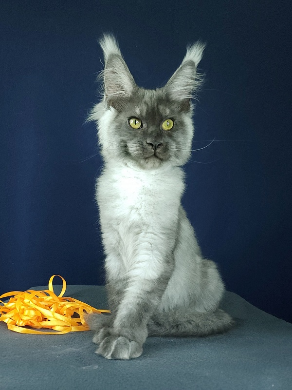 Wulfie Akbars - Kitten maine-coon 3 months 2.5 weeks