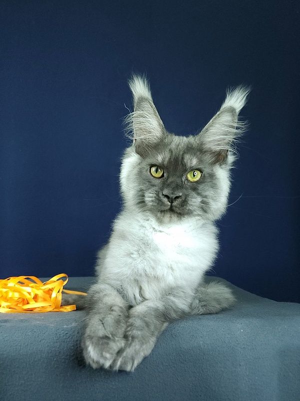 Wulfie Akbars - Kitten maine-coon 3 months 2.5 weeks
