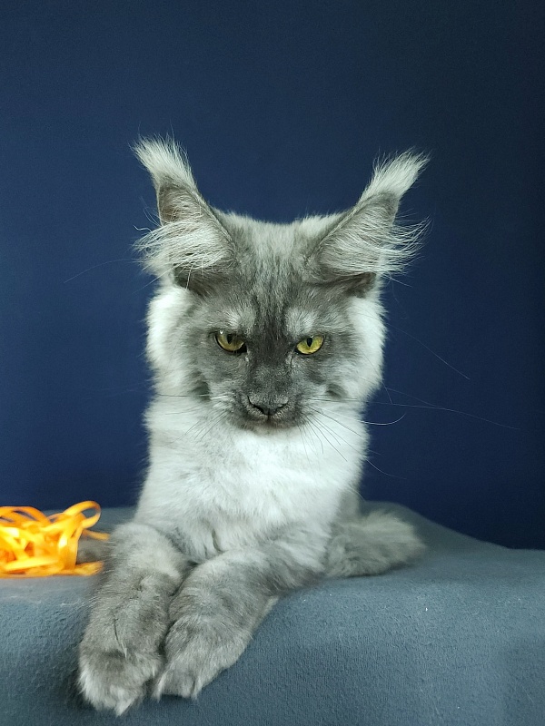 Wulfie Akbars - Kitten maine-coon 3 months 2.5 weeks