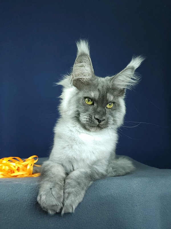 Wulfie Akbars - Kitten maine-coon 3 months 2.5 weeks