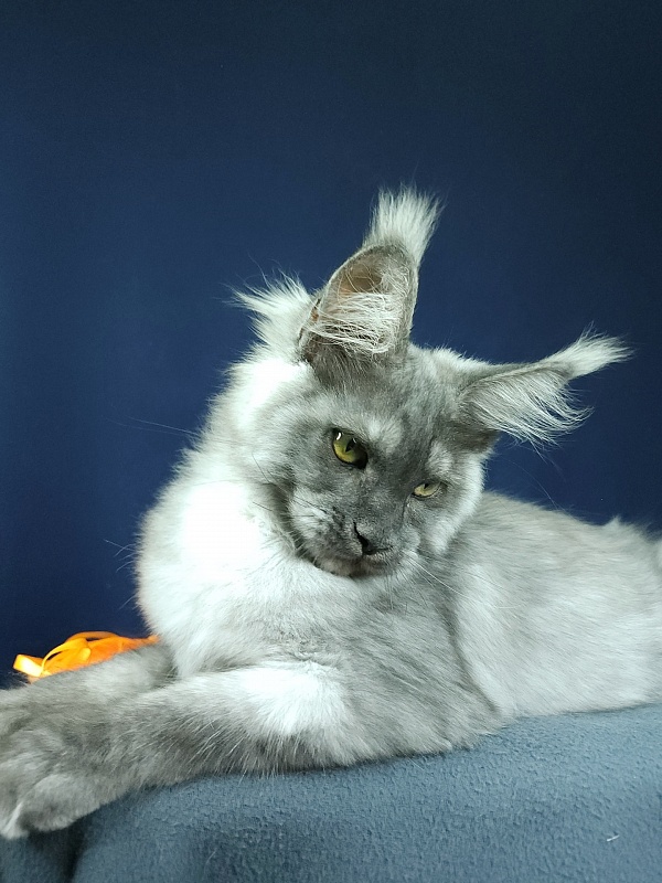 Wulfie Akbars - Kitten maine-coon 3 months 2.5 weeks