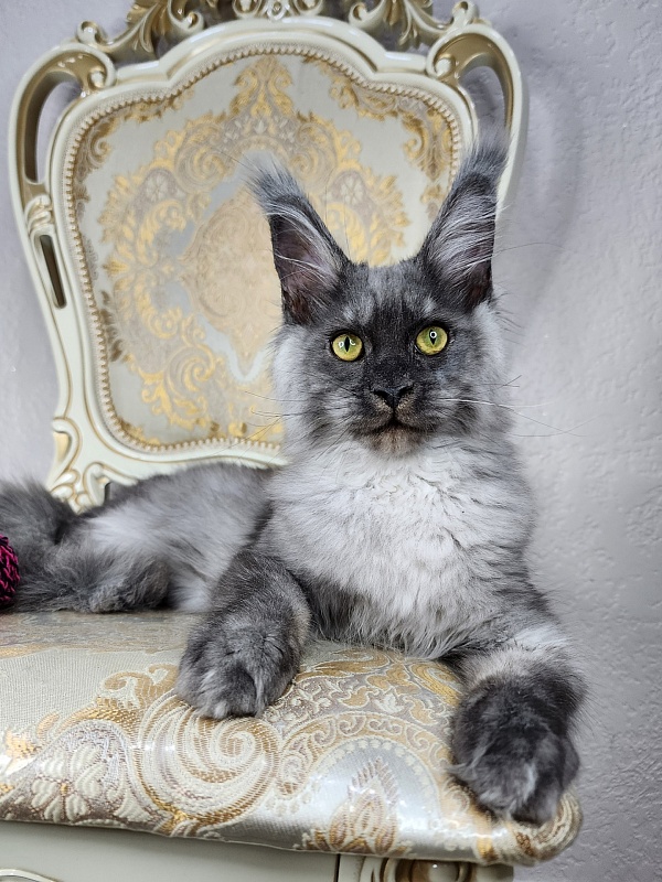 Wulfie Akbars - Kitten maine-coon 4 months