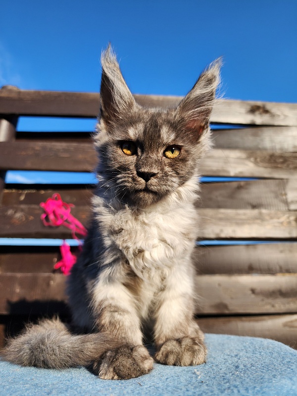 Wyla Akbars - Kitten maine-coon 2 months 1 week