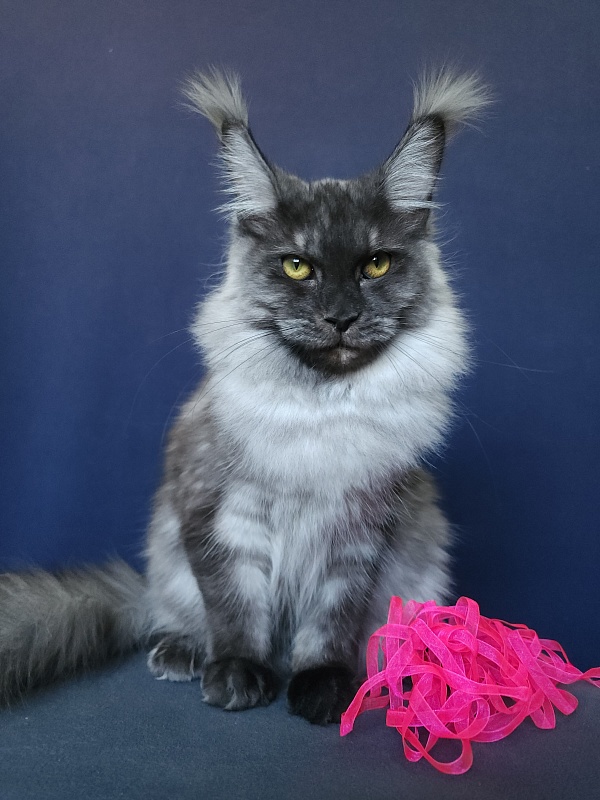 Wyla Akbars - Junior maine-coon 9 months 2 weeks