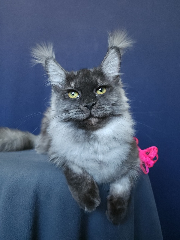 Wyla Akbars - Junior maine-coon 9 months 2 weeks