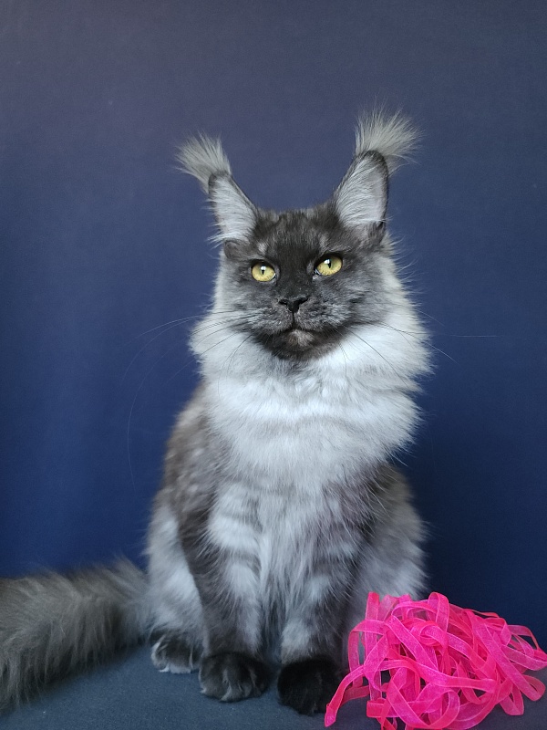 Wyla Akbars - Junior maine-coon 9 months 2 weeks