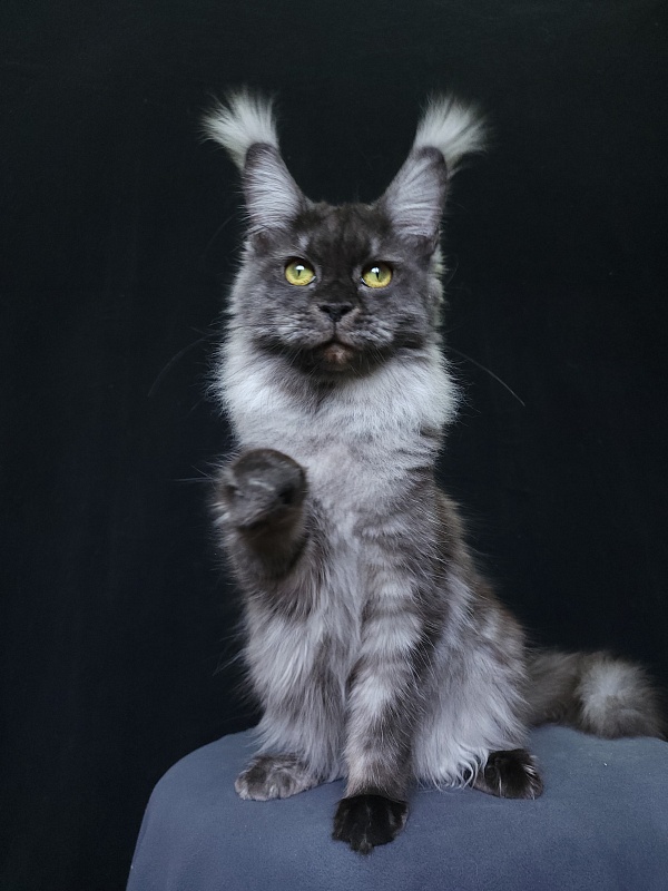 Wyla Akbars - Adult maine-coon 1 year