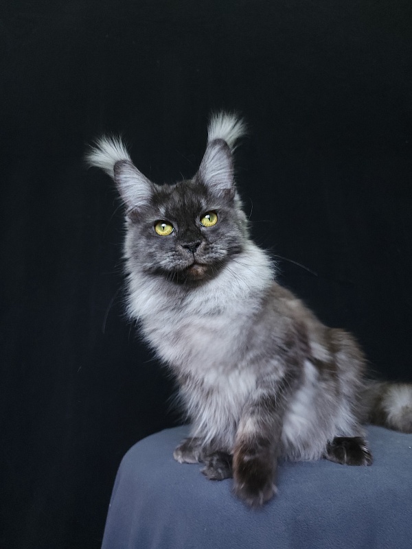Wyla Akbars - Adult maine-coon 1 year