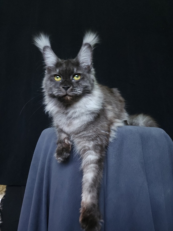 Wyla Akbars - Adult maine-coon 1 year