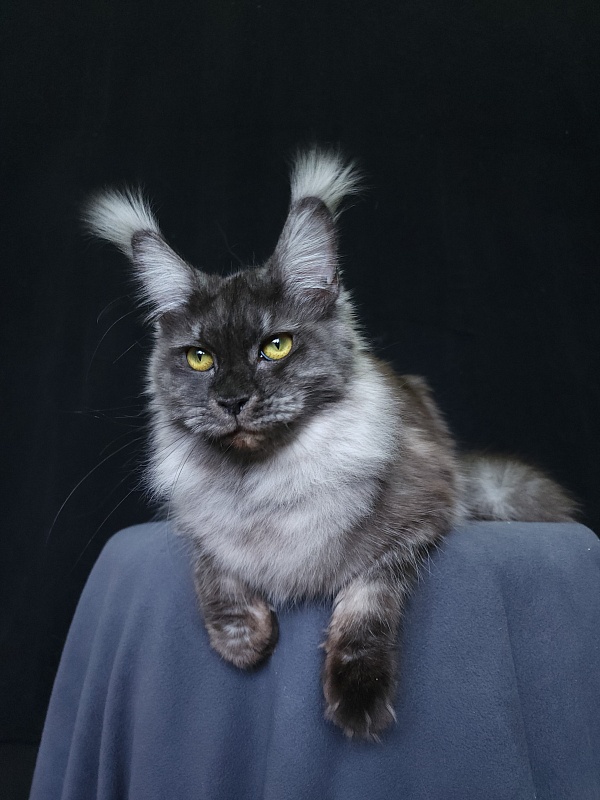 Wyla Akbars - Adult maine-coon 1 year