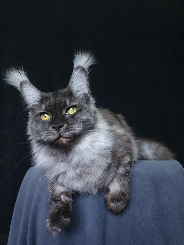 Wyla Akbars - Adult maine-coon 1 year