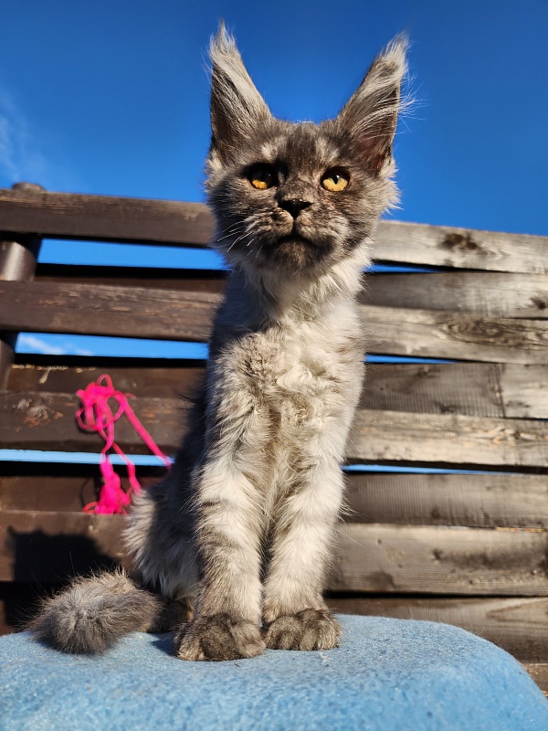 Wyla Akbars - Kitten maine-coon 2 months 1 week