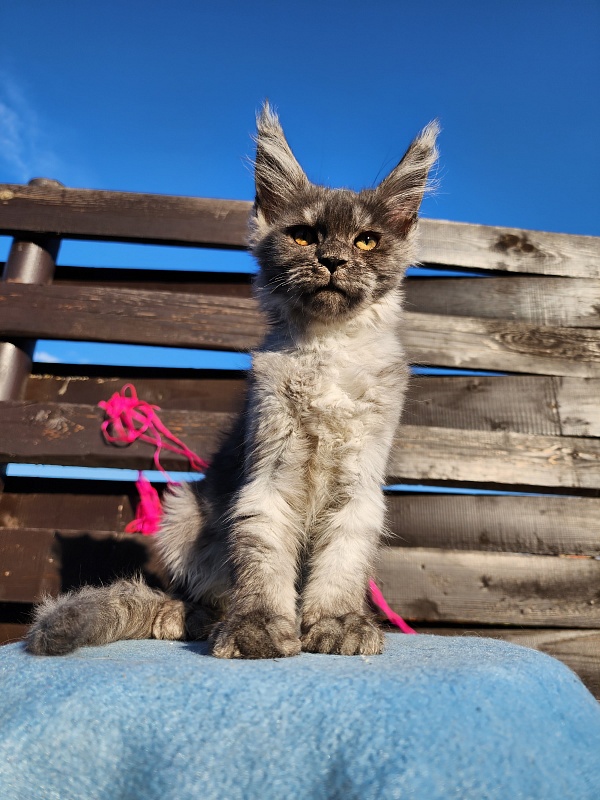 Wyla Akbars - Kitten maine-coon 2 months 1 week