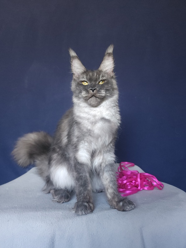 Wyla Akbars - Kitten maine-coon 4 months